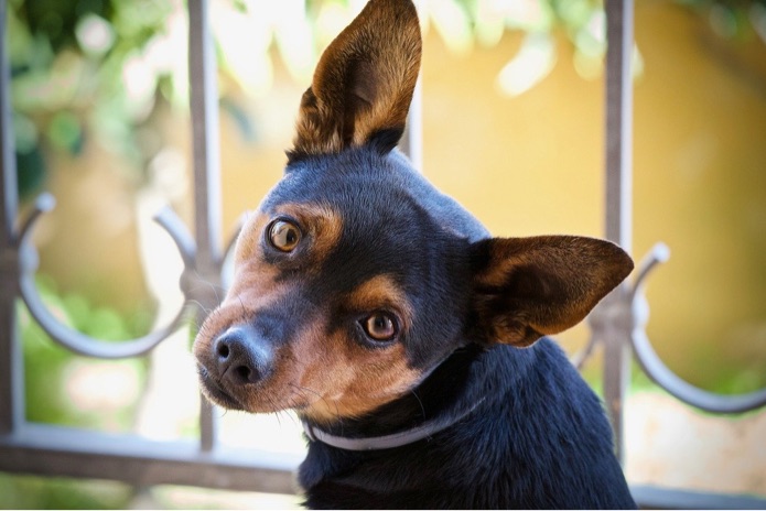 A dog with large ears is looking away