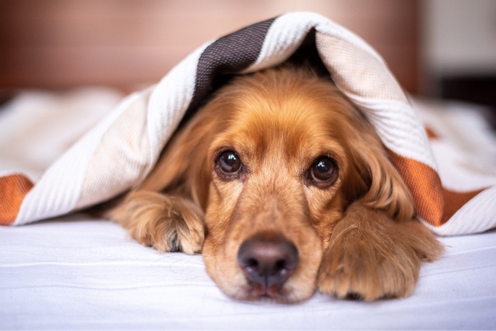 An English cocker spaniel is lying under the covers in bed