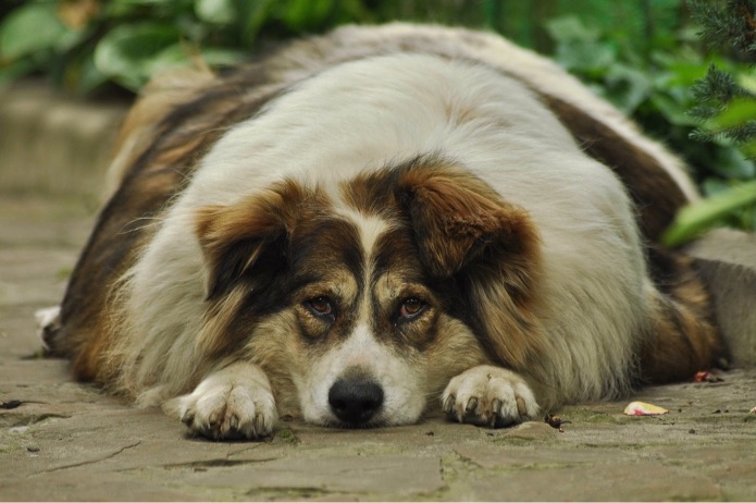 A fat dog is lying on the ground