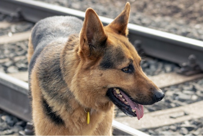 A German shepherd is wearing a yellow dog tag