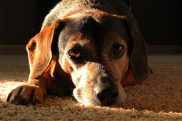 Down, boy? How you can tell if your dog is depressed – and how to help