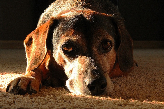 A hound dog is lying on carpet