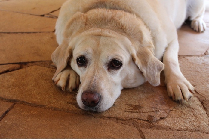 An obese Labrador retriever is laying on a stone floor