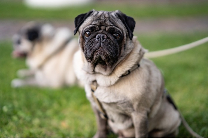 A pug is sitting in grass