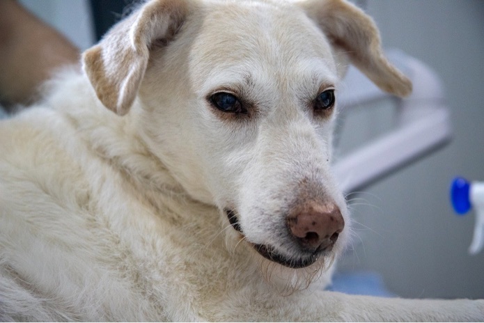 A retriever dog is at the veterinarian