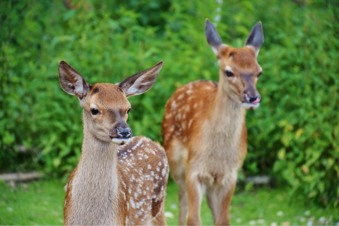 Two wild red deer standing near each other outside