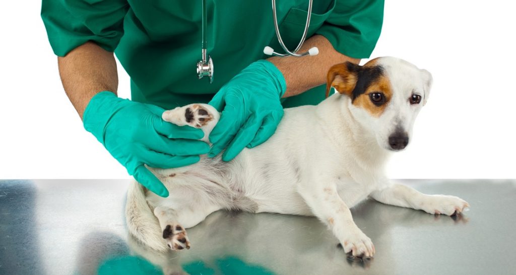 A veterinarian is inspecting a dog's paw on an exam table
