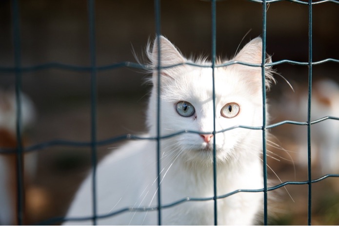 A white cat sits behind a metal fence