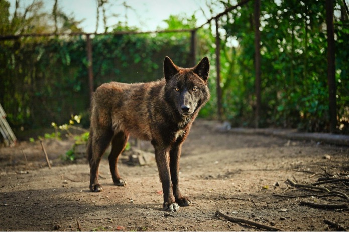 A wolfdog is standing outside