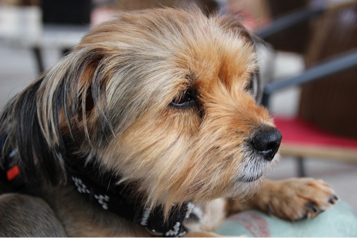 A Yorkshire terrier is wearing a black and white collar