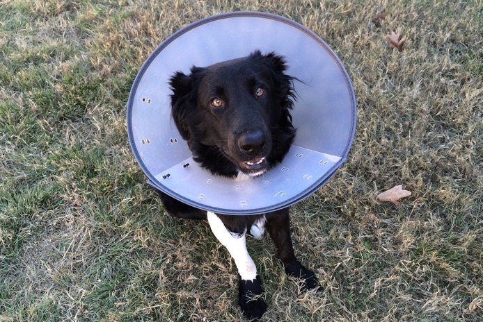 A black dog is wearing a cone of shame outside