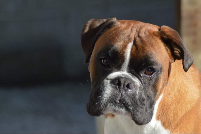 The face of a boxer dog looking directly forward