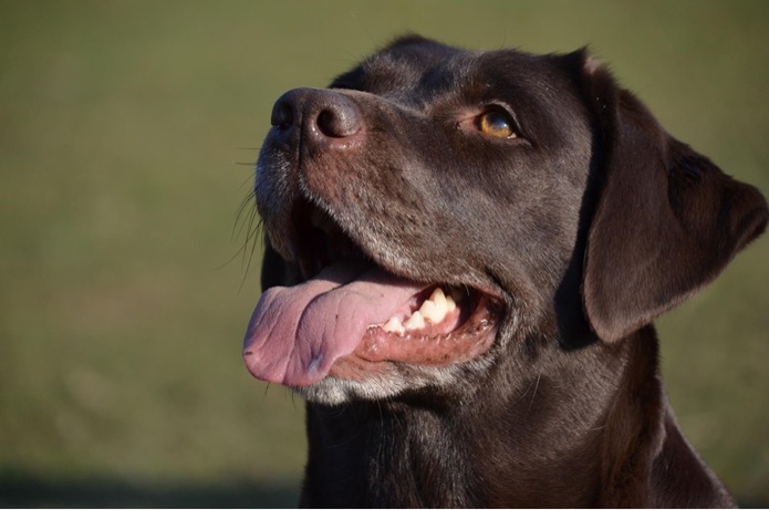 A brown Labrador retriever is smiling outside with its tongue out