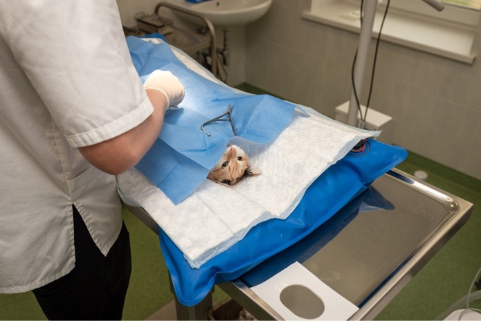 A cat at a veterinary clinic is undergoing a procedure on an exam table