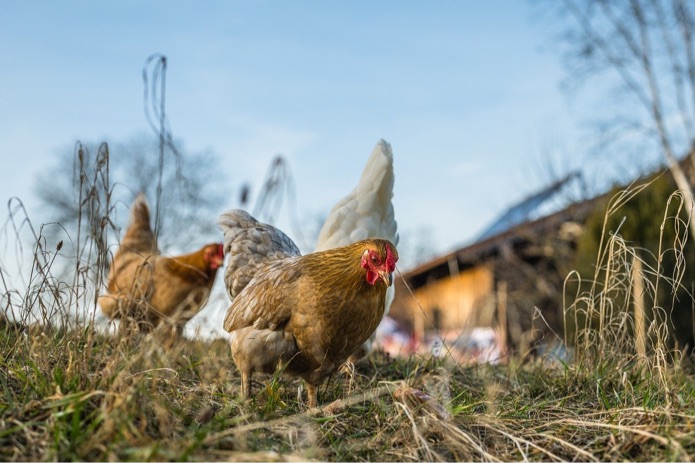 Three chickens are roaming outside in the grass