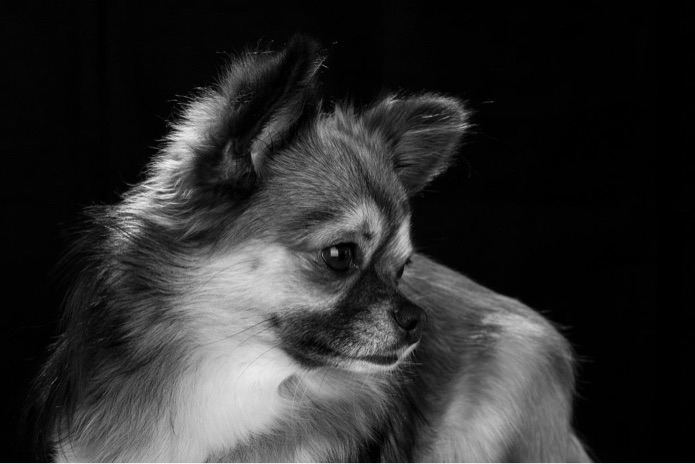 A black and white photo of a Chihuahua looking off to the side