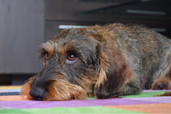 A dachshund dog is laying down and giving puppy eyes