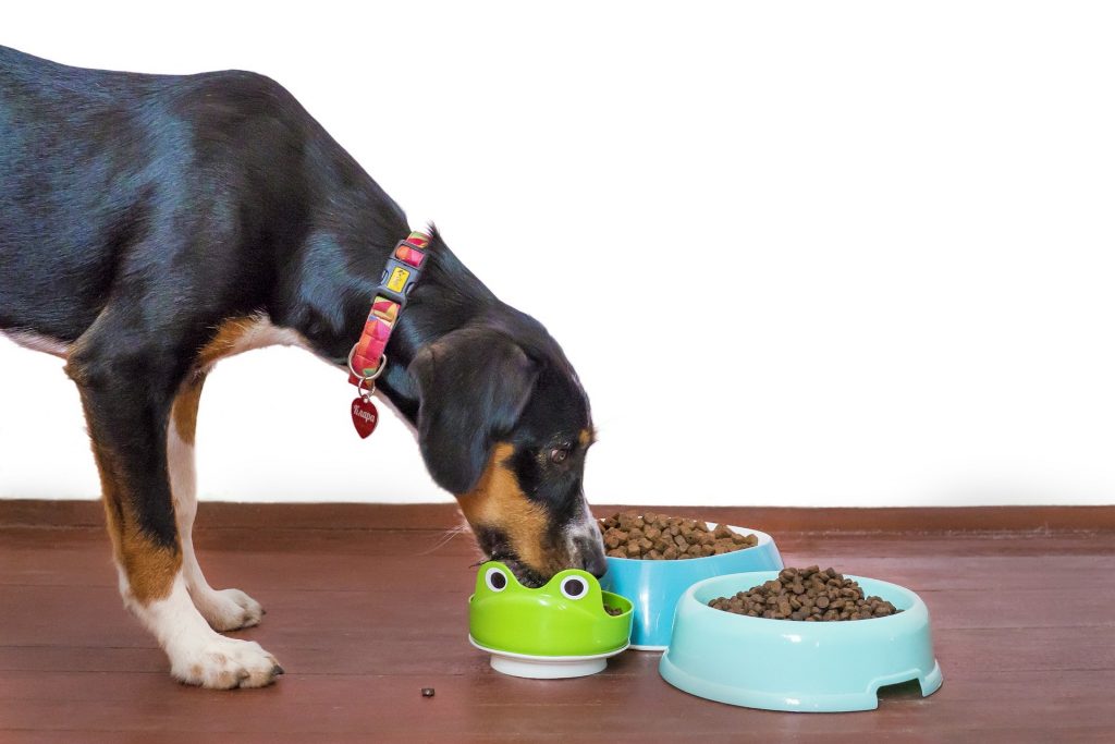A dog is eating kibble out of a food bowl