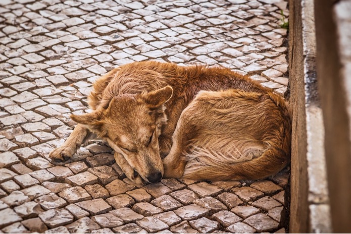 A dog is sleeping on the street