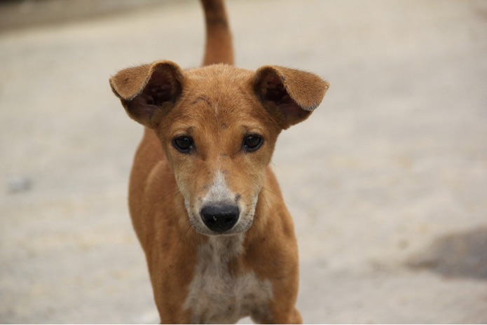 A homeless brown dog looks sad outside