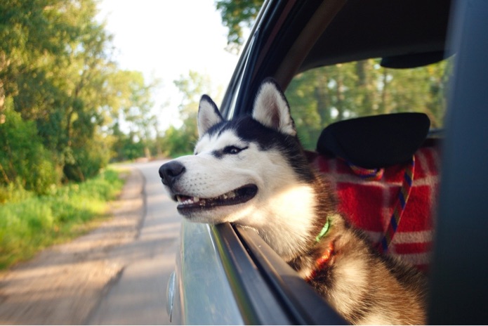 A husky sticks its head out of a moving car window