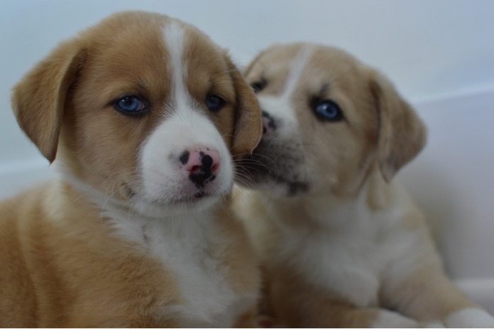 Identical puppies are sitting beside each other