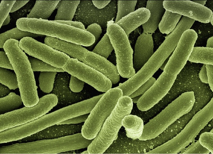 Both antibiotic resistant bacteria and genes transmitted between healthy dogs and cats and their owners Both antibiotic resistant bacteria and genes transmitted between healthy dogs and cats and their owners