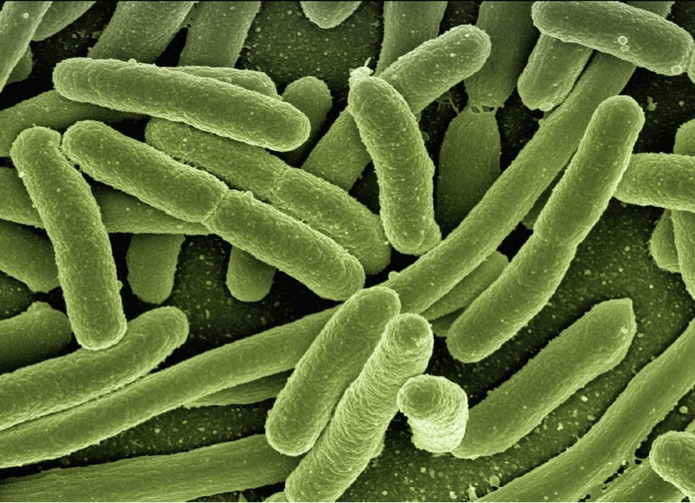 A microscopic image of Escherichia coli bacteria