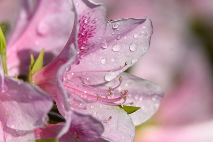 Pink azalea flowers with water on their petals