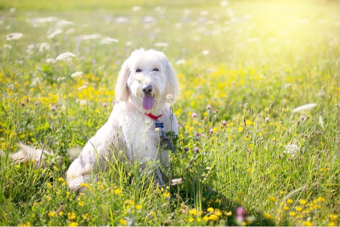 A poodle is sitting in tall grass with wildflowers