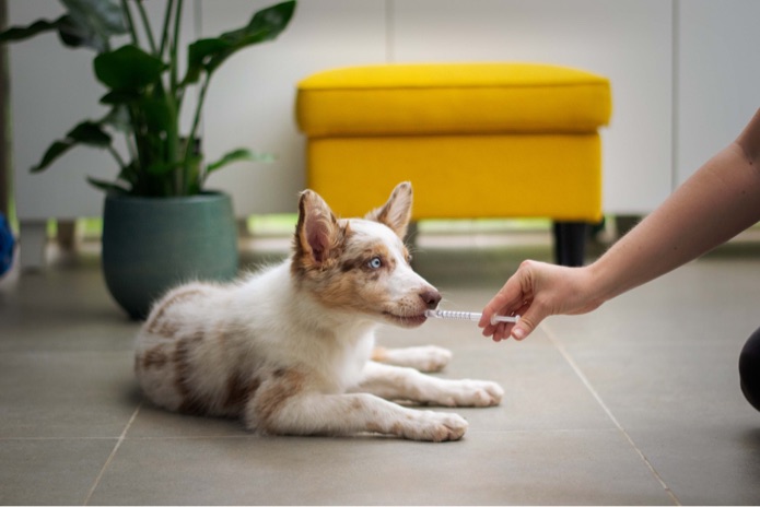 A puppy is being given suspension medication by mouth