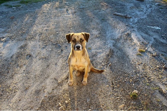 Colorado veterinarian helping families fleeing with pets at Ukraine border