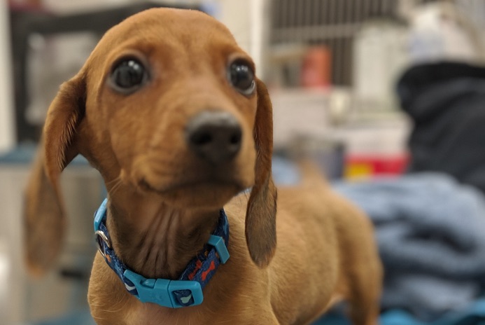 Skin allergies, ear infections among most common conditions that prompt veterinary visits Skin allergies, ear infections among most common conditions that prompt veterinary visits