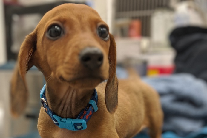 A small dog is at the veterinarian