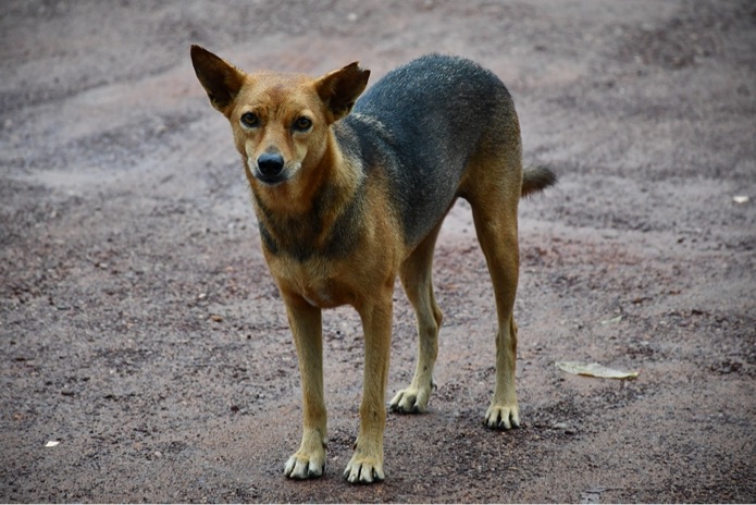 A stray dog is standing on gravel