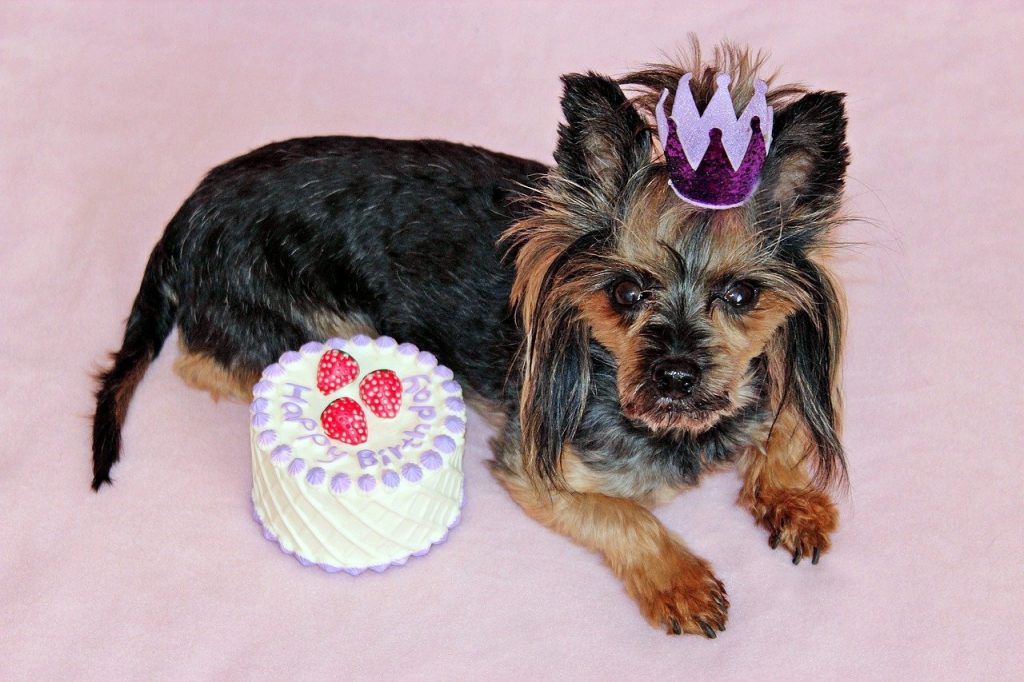 A Yorkshire terrier is wearing a tiara and sitting beside a miniature birthday cake