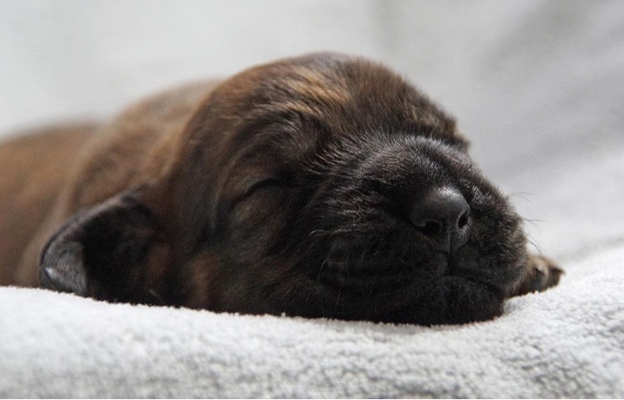 A Hanover puppy is sleeping