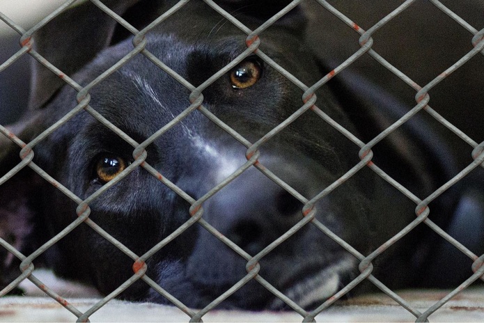 A black dog is lying behind a metal fence