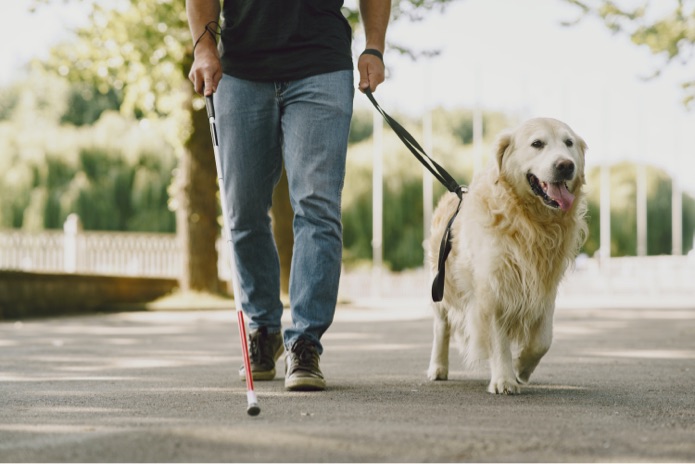 A blind man is walking with a guide dog and holding a white cane