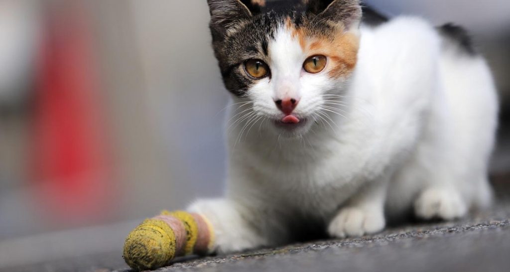 A calico cat with a bandage around its injured paw