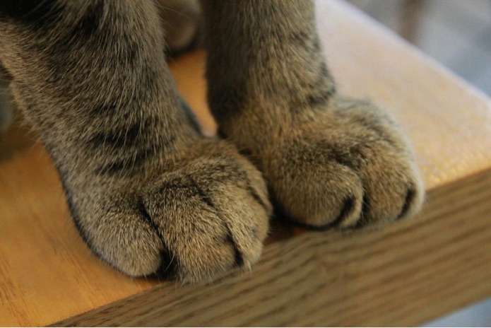 A cat's paws are situated on top of a wooden object