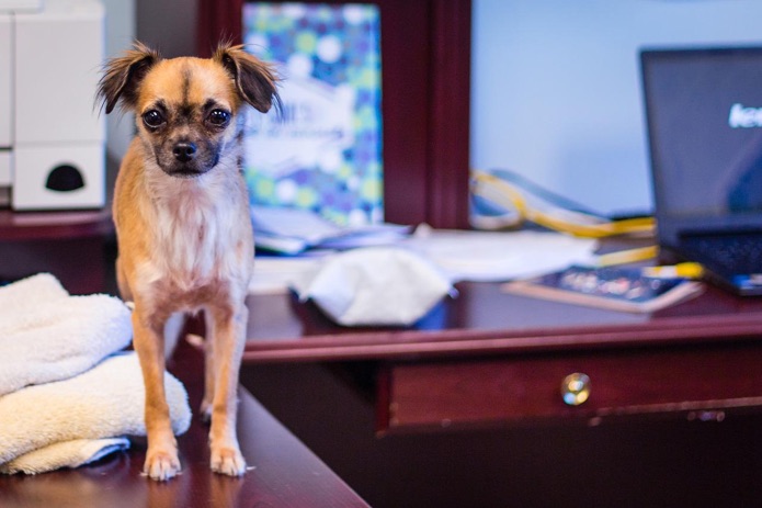 Dogs in the office? Paw-sible. Pet ownership soared during the pandemic and workplaces are responding to changing employee needs