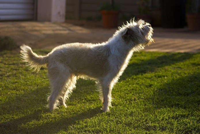 B.C. SPCA calls for ban on canine devocalization or debarking