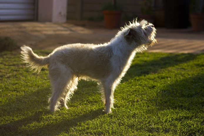 A dog is barking outside in the grass