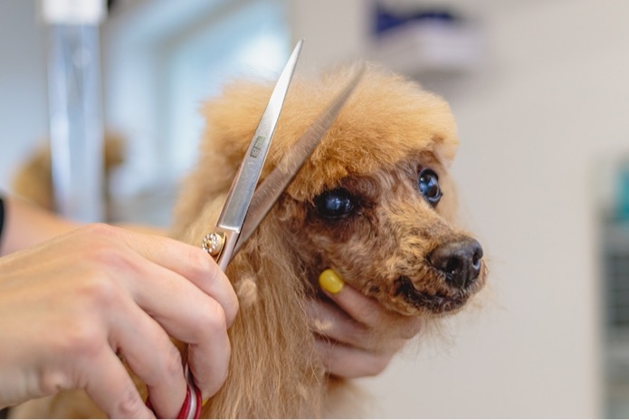 A dog is being groomed with scissors at the groomers