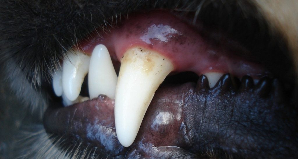 A dog's mouth is partially open revealing its canine teeth