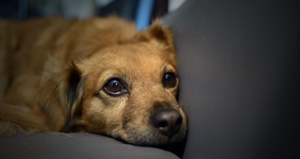 A dog is lying on top of a grey couch