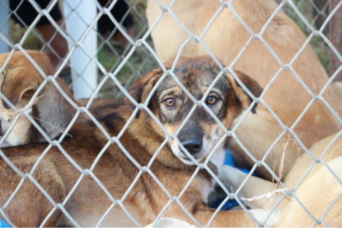 A dog is sitting behind a metal fence with other dogs