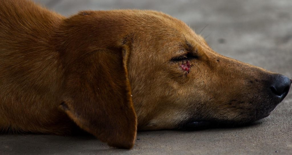 A dog with an injury near its eye is sleeping