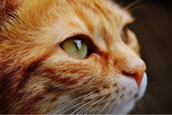 A ginger cat with green eyes looks onward